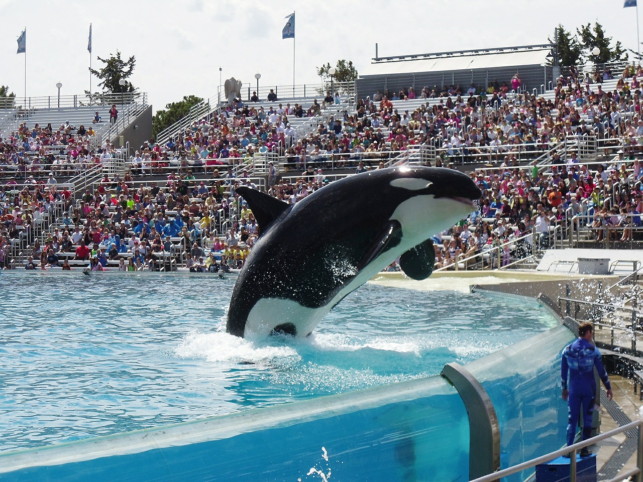 orca whale show free photo
