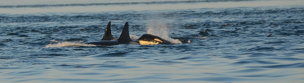 orca killer whale ocean free photo