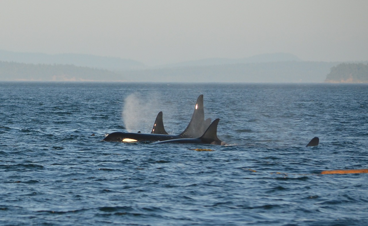 orca pod killer whale free photo