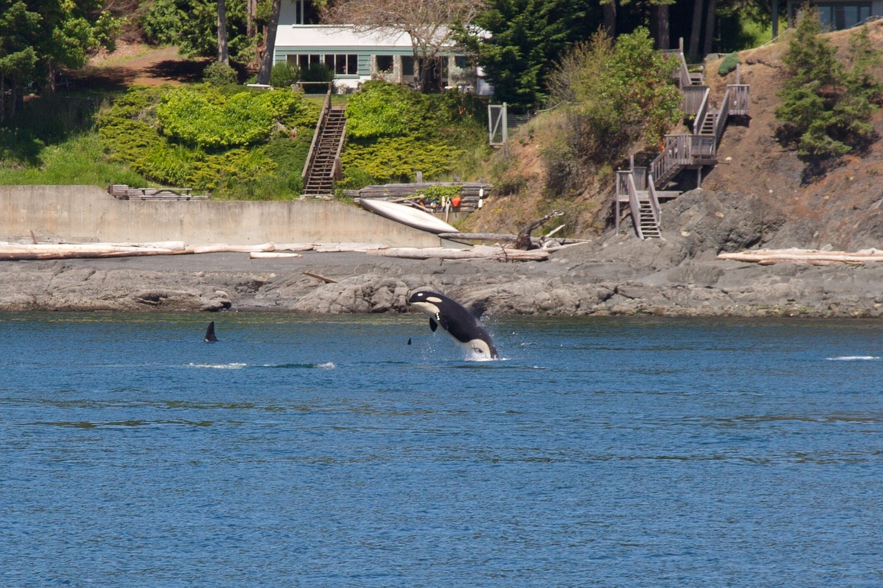 orca whales animal free photo