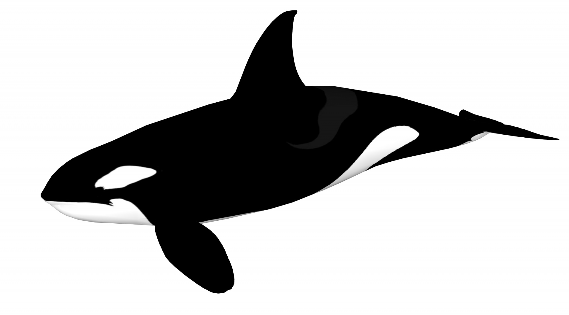 orca predator black free photo