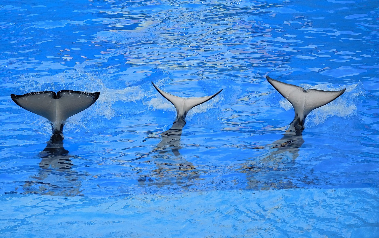 orcas tails of orcas killer whale free photo