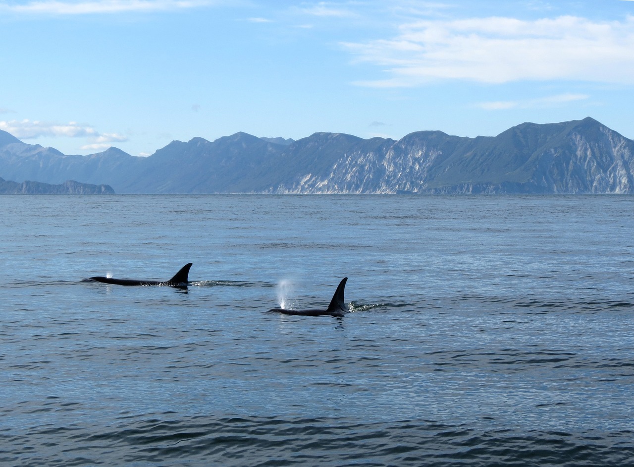 orcas fish ocean free photo