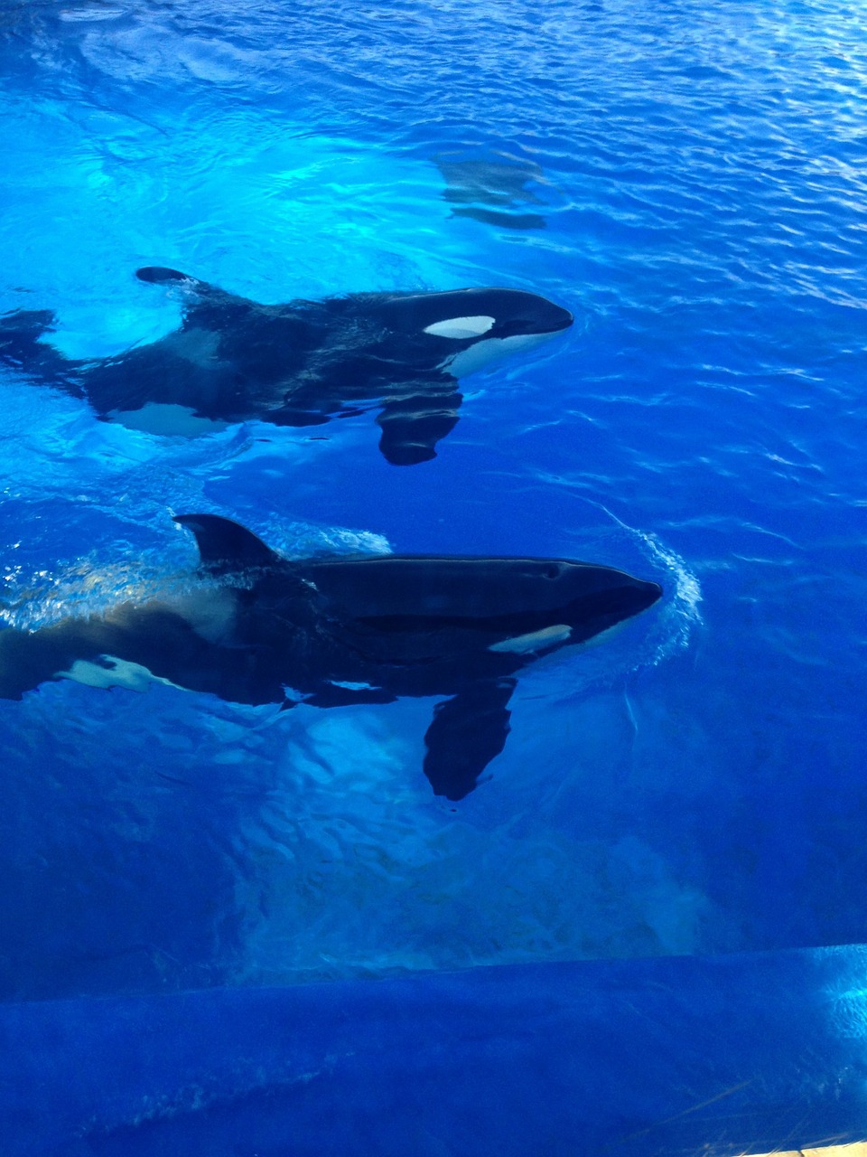 orcas killer whales whales free photo