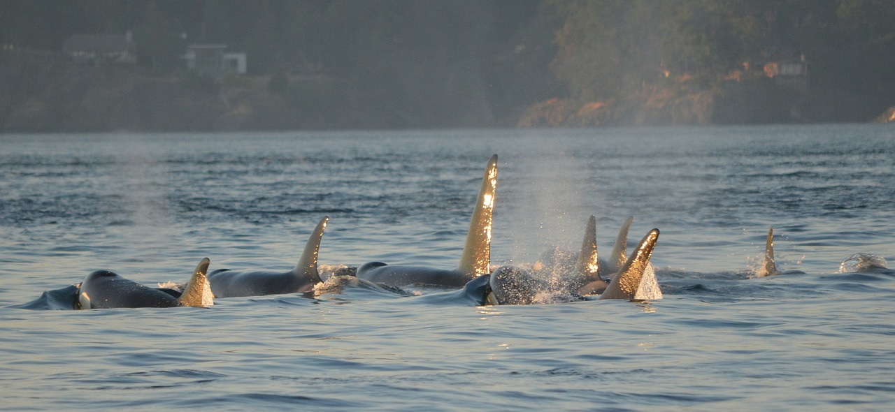 orcas killer whales shimmer free photo