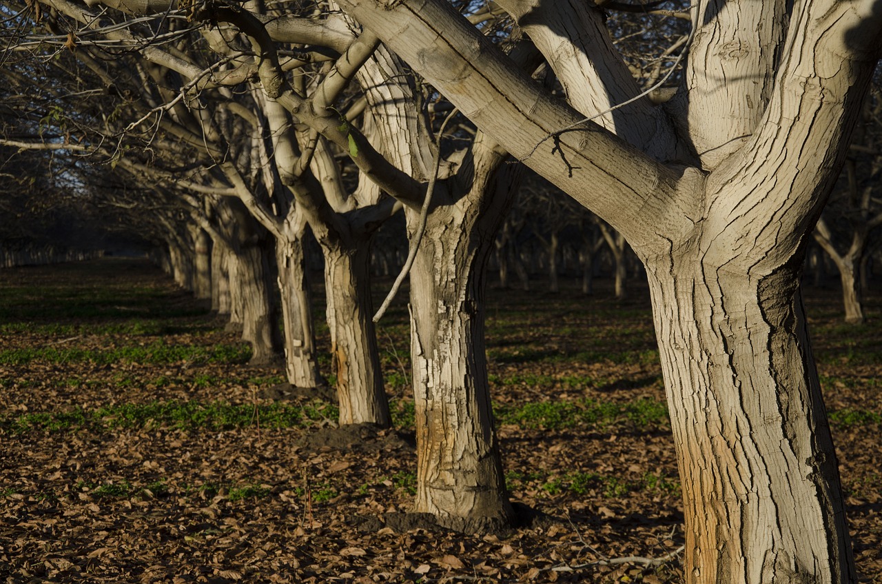 orchard trees walnut free photo