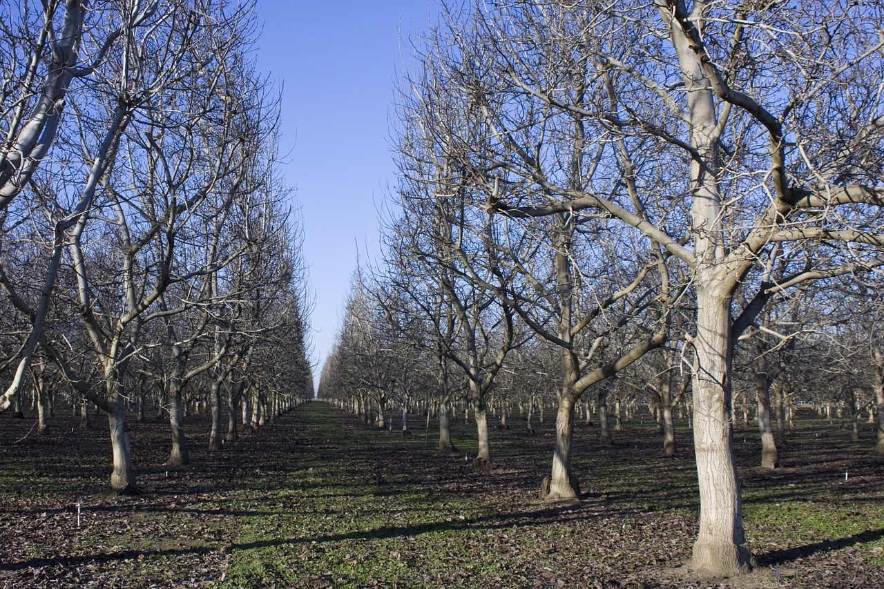 orchard agriculture trees free photo