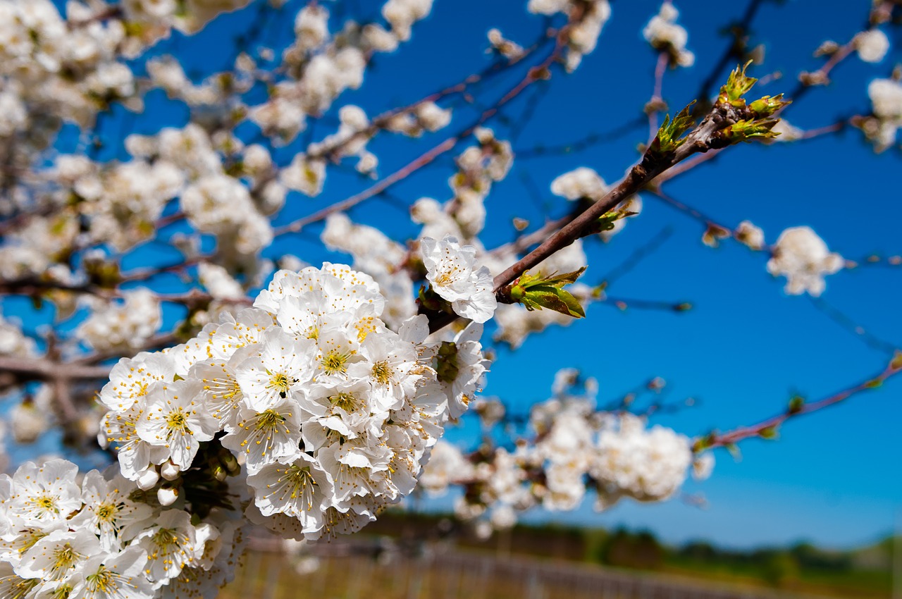 orchard flower spring free photo