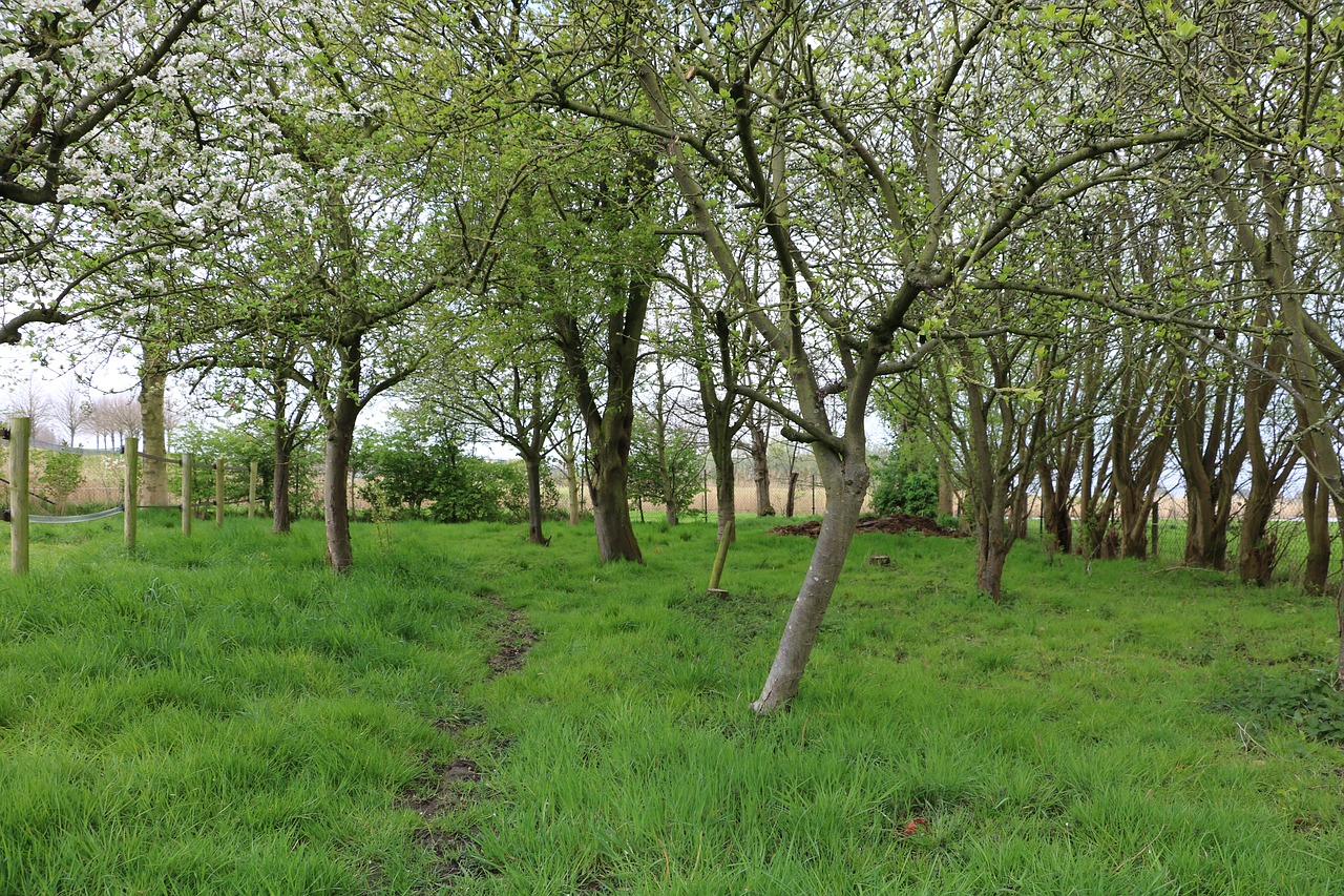 orchard apple tree pear tree free photo