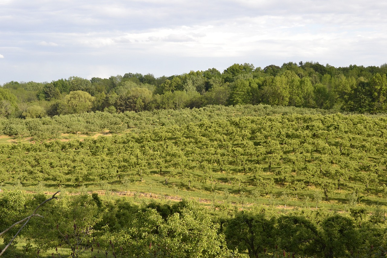 orchard field green free photo