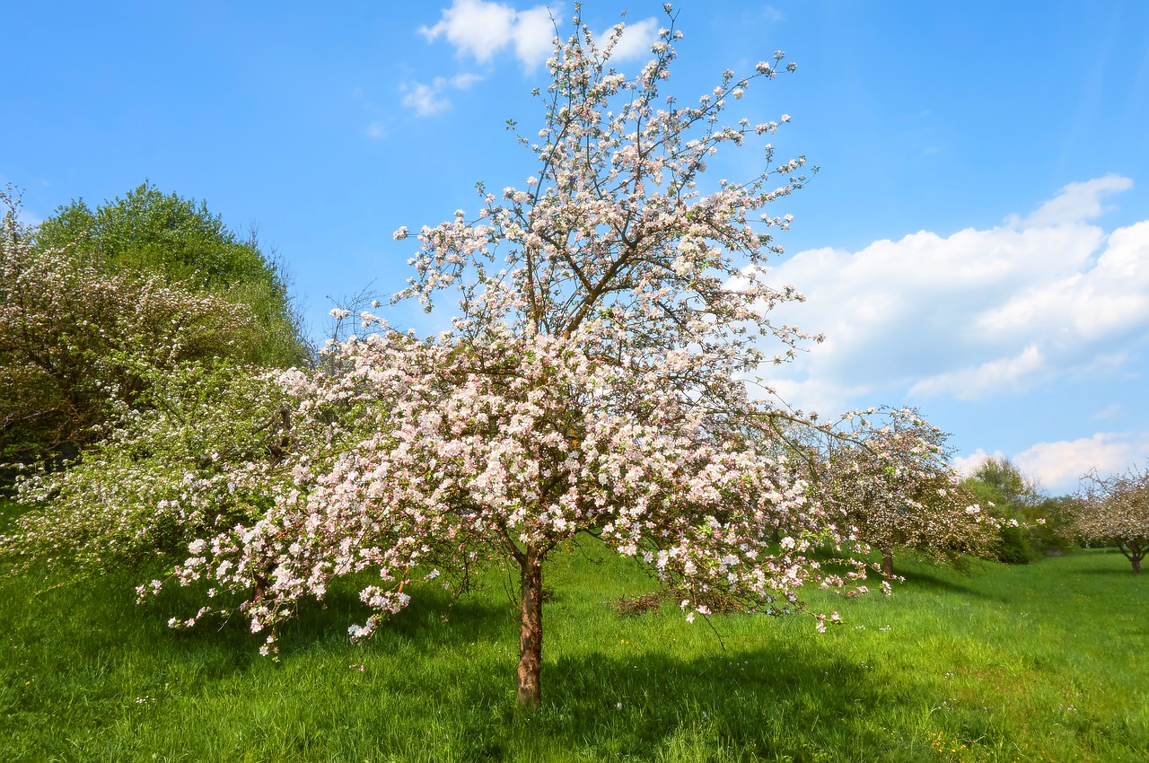 orchard spring bloom free photo