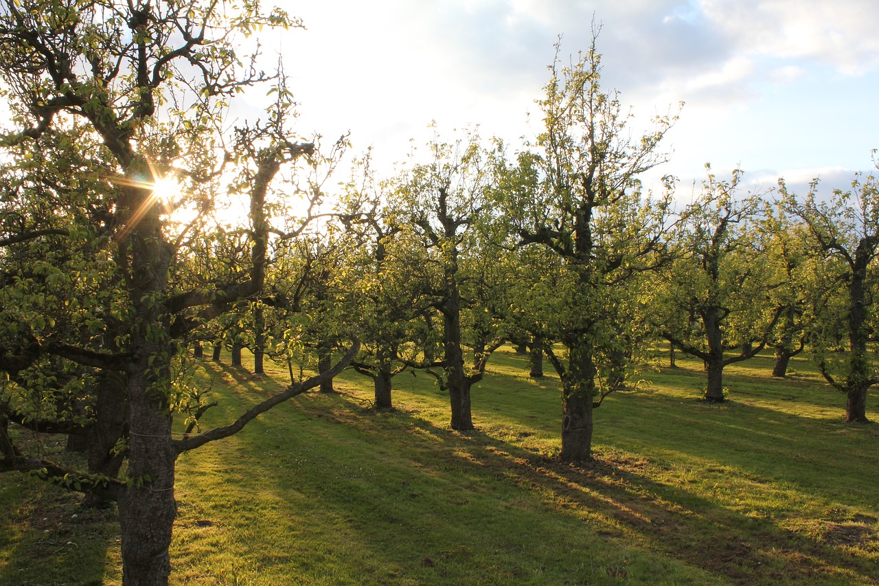 orchard sun shadow free photo