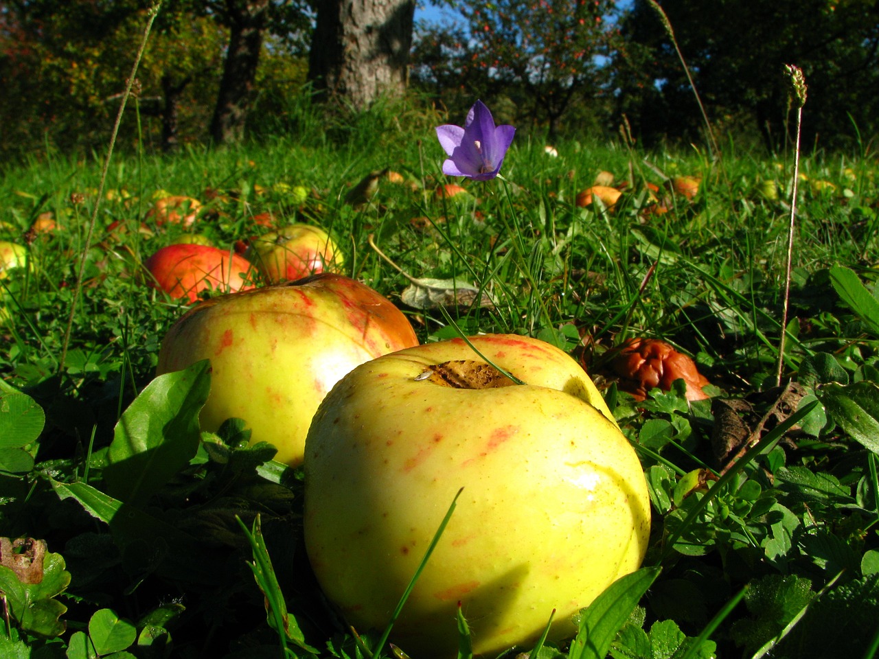 orchard meadow apple free photo