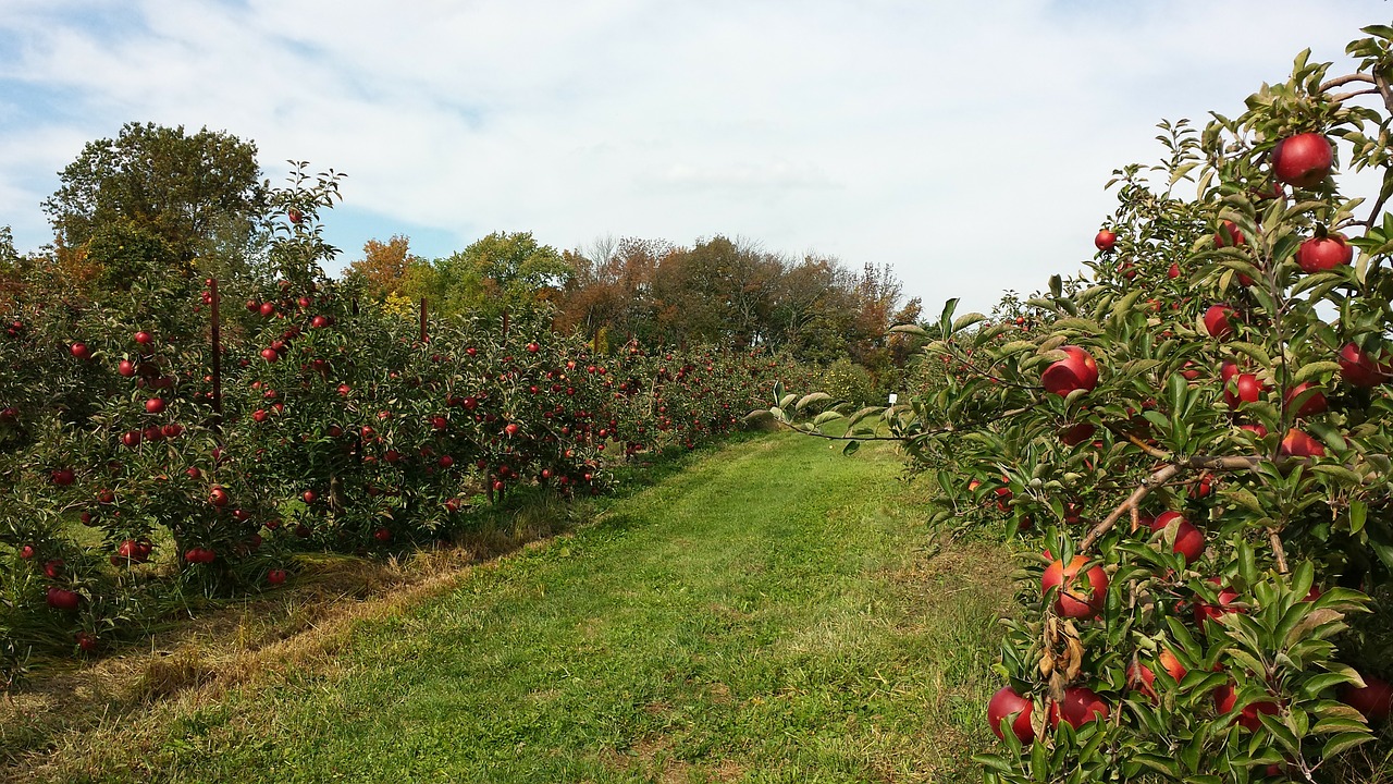 orchard apple agriculture free photo