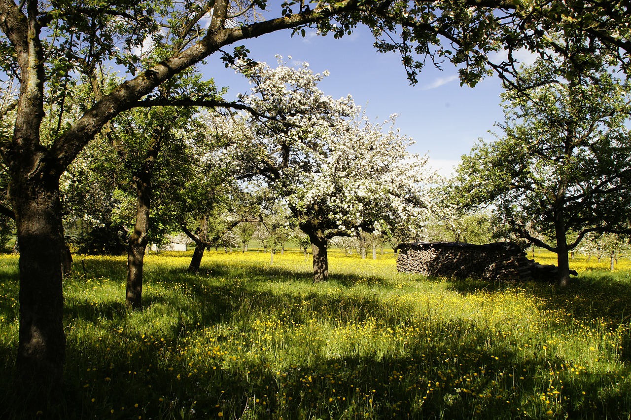 orchard flowers apple trees free photo