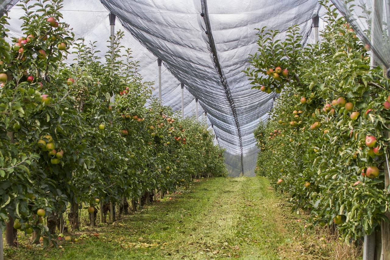 orchard hail net protection free photo