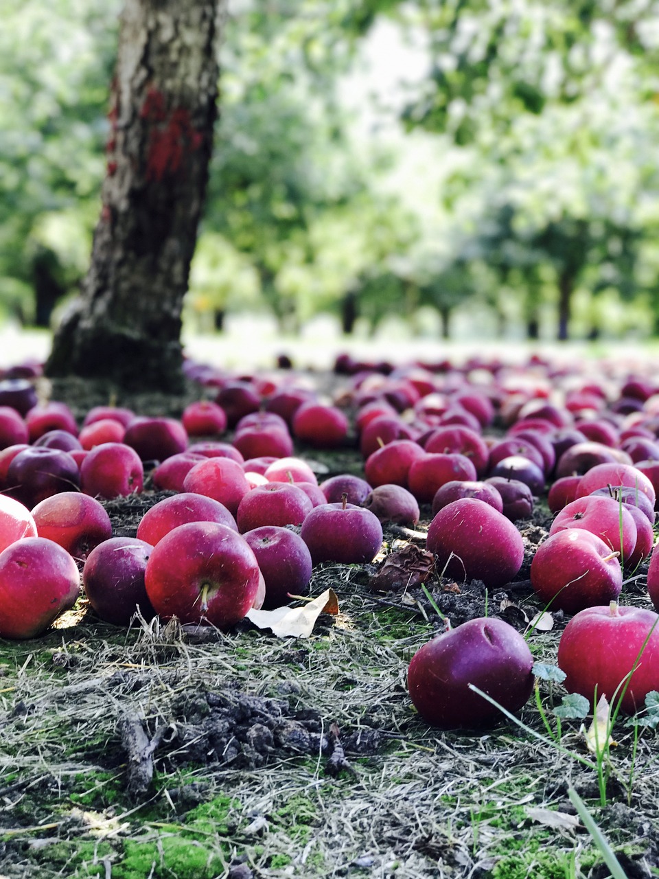 orchard apples red free photo