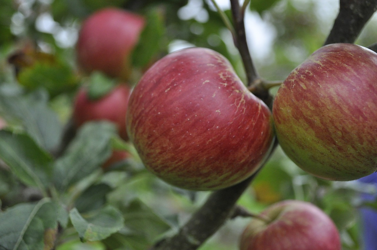 orchard  apple  tree free photo
