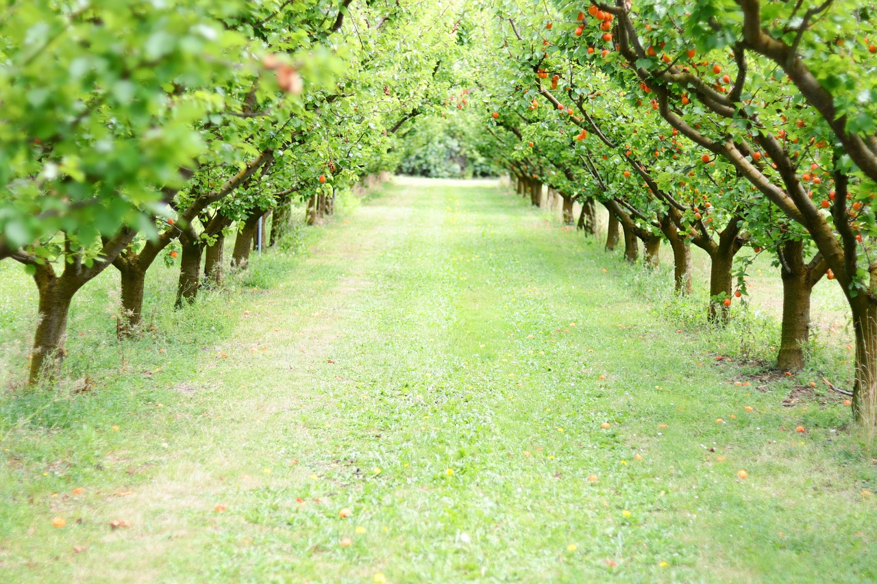 orchard  fruit  apricots free photo