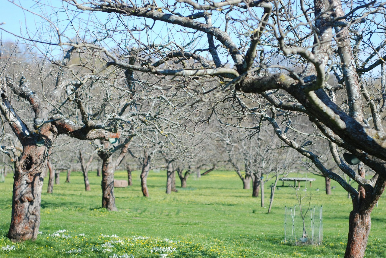 orchard apple trees trees free photo