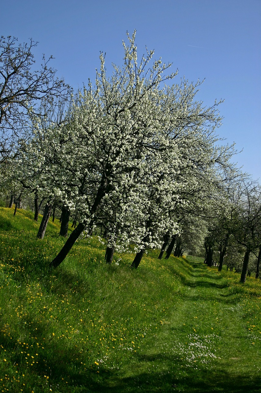 orchard tree blossom free photo