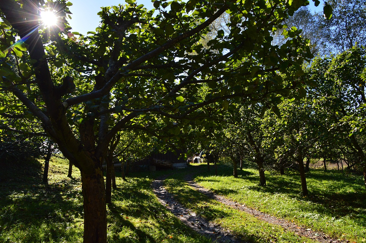 orchard fruit apple tree free photo