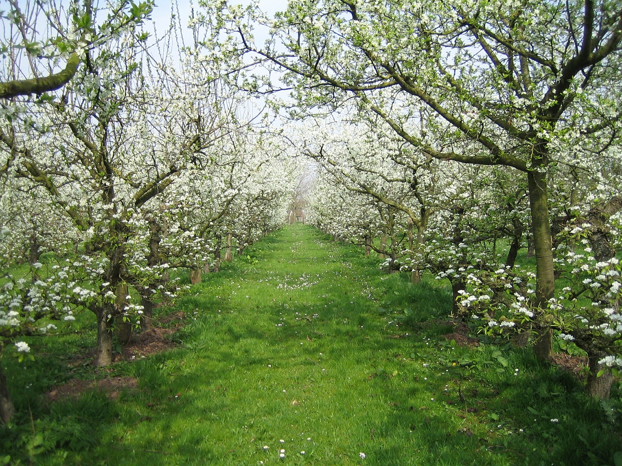 orchard nature spring free photo