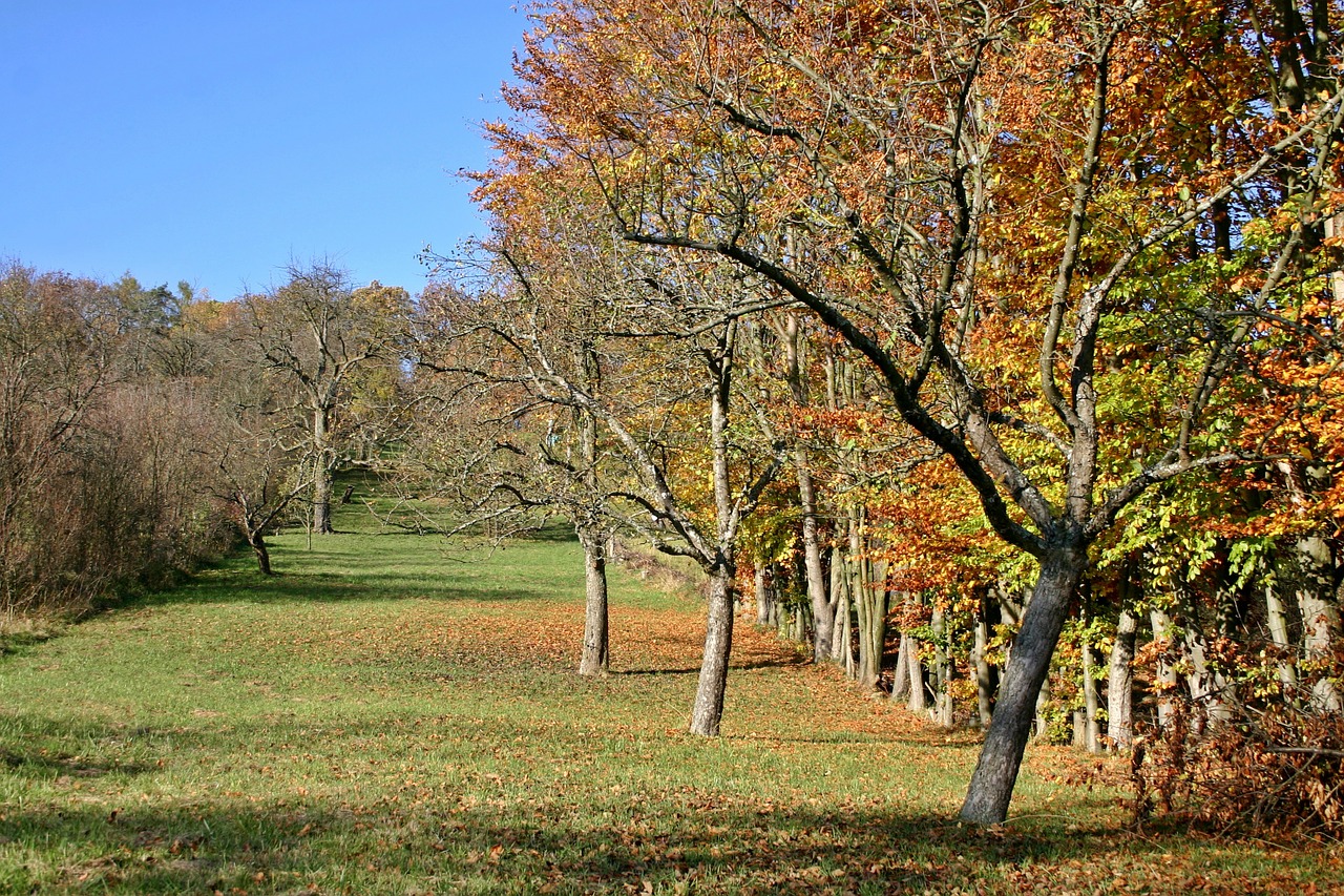 orchard apple trees autumn free photo