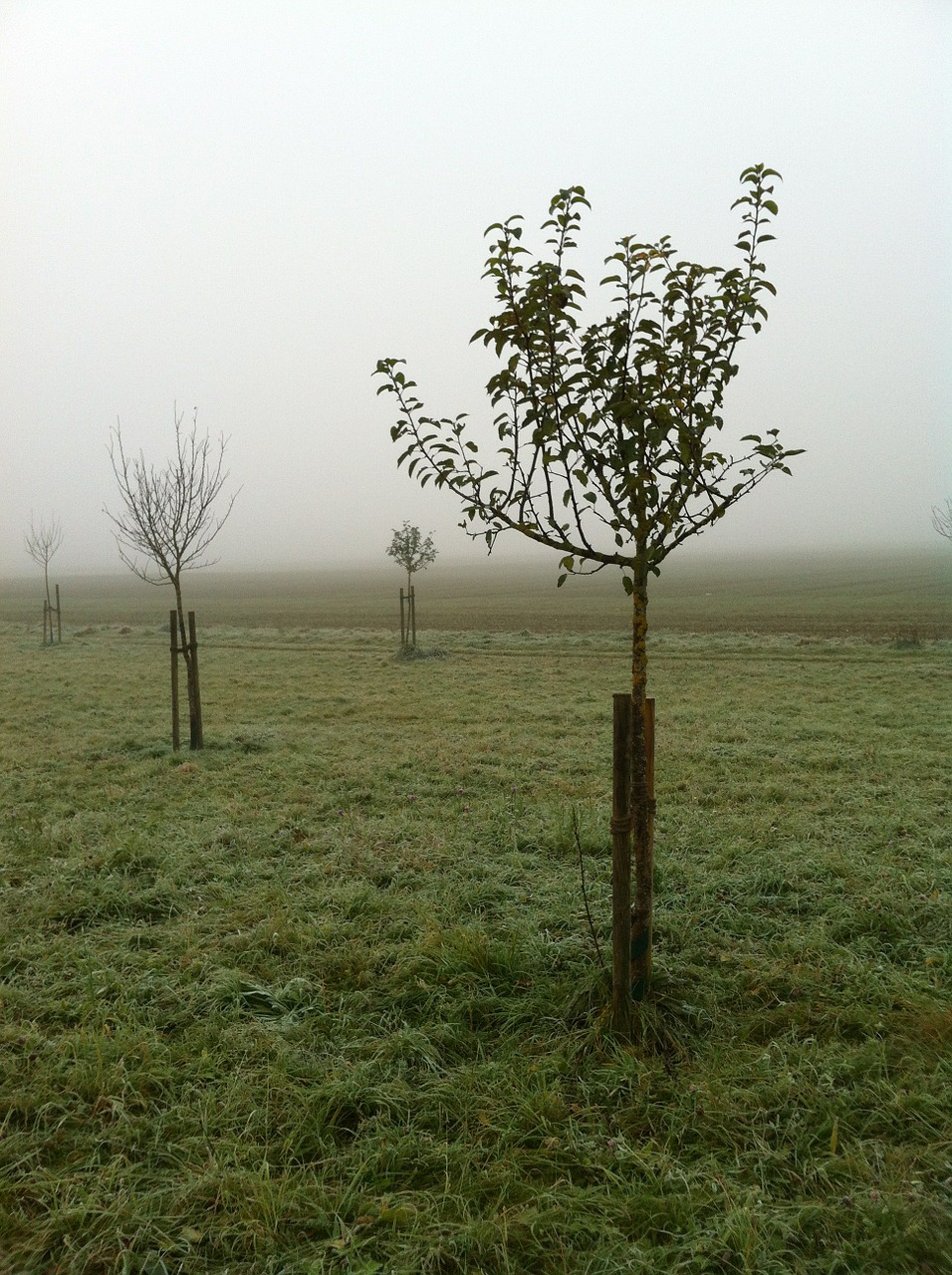 orchard november fog free photo