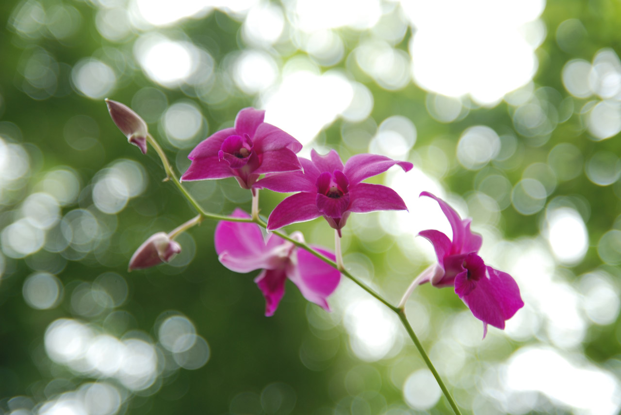 orchid purple flower free photo