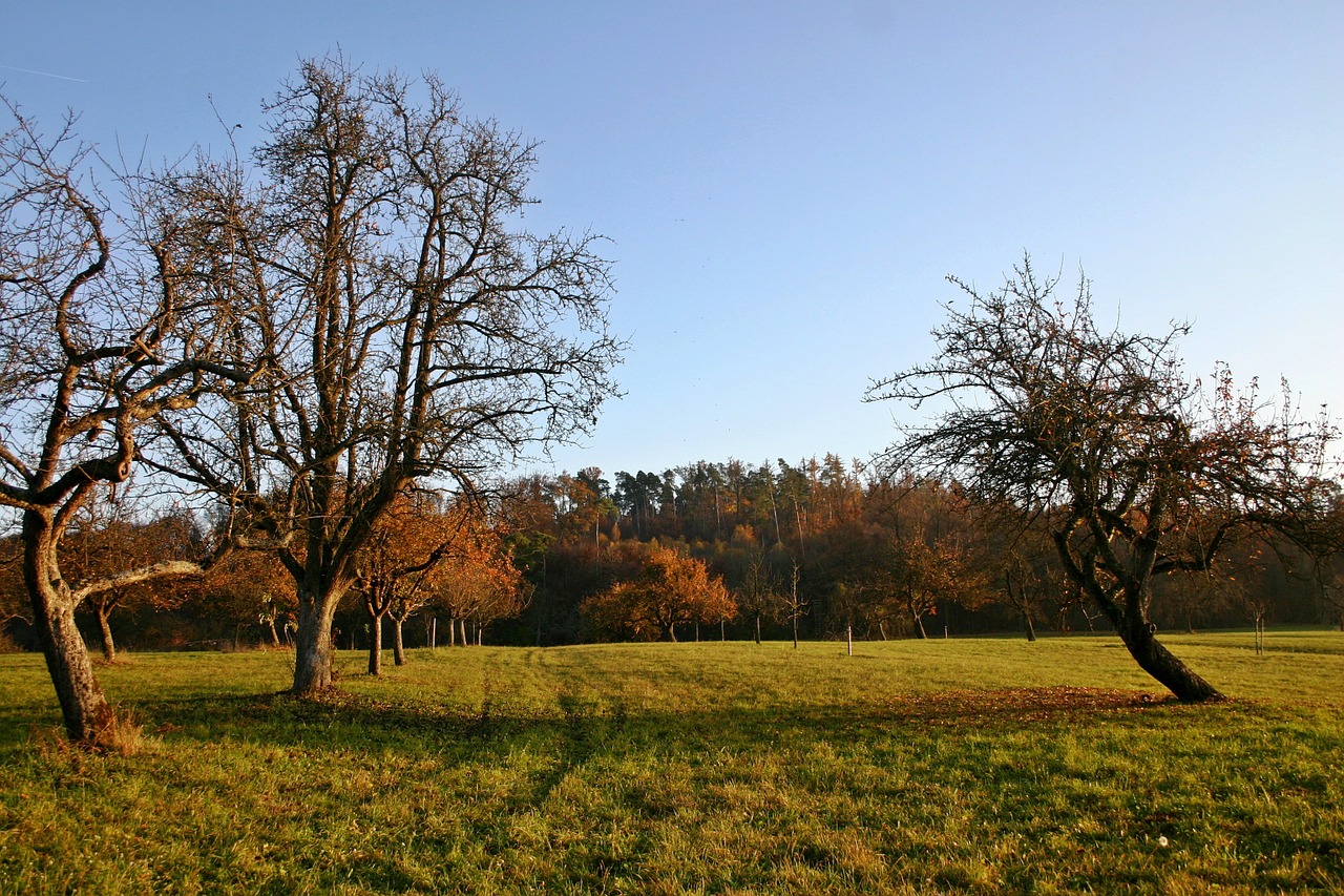 orchard autumn nature free photo