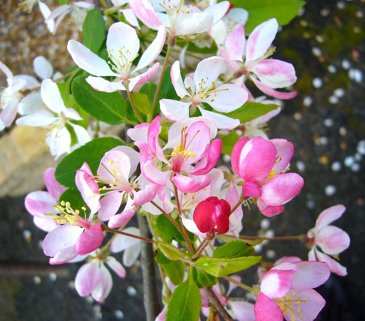 orchard spring flowers blossom free photo