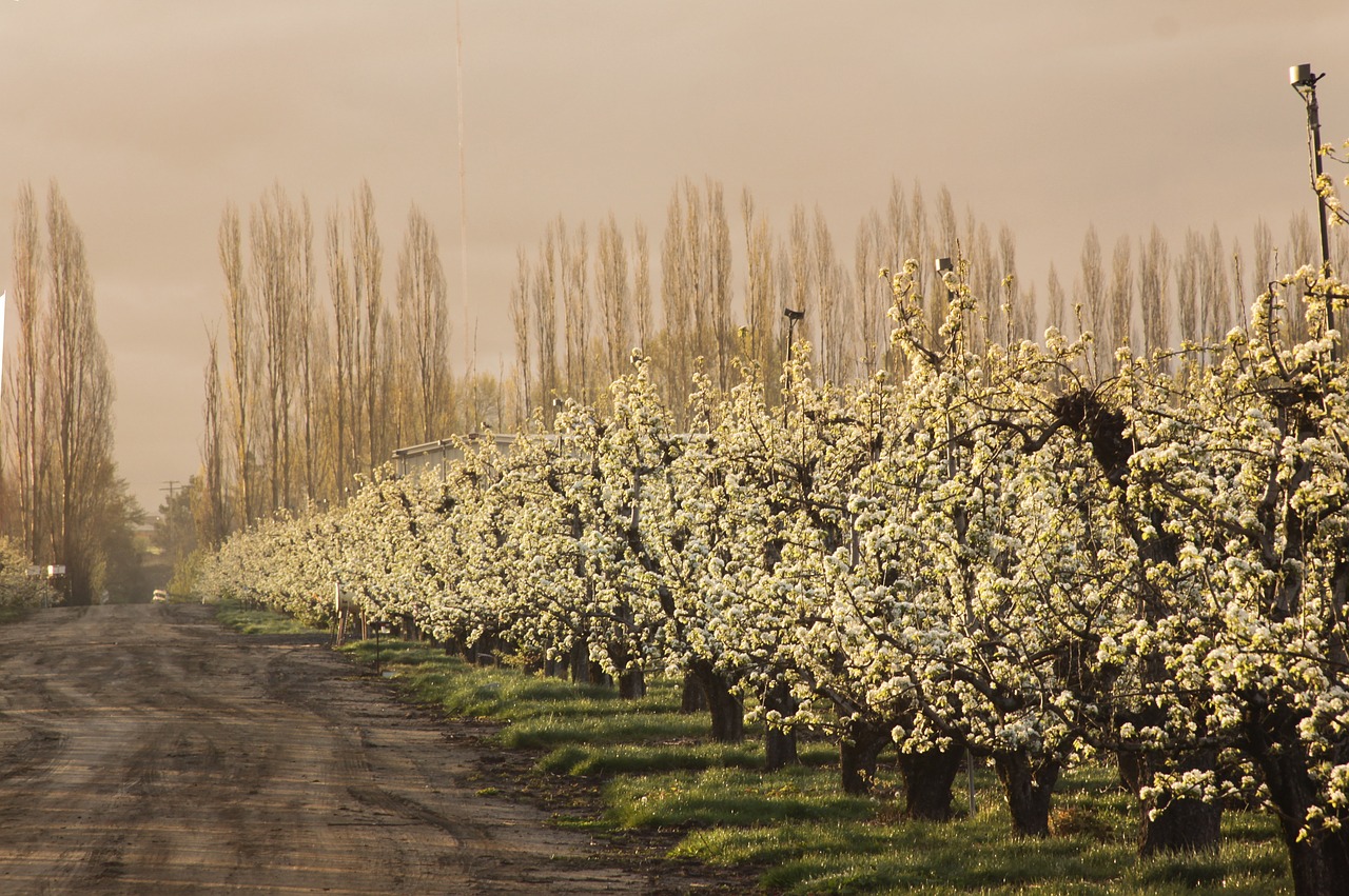 orchard pear trees blossoms free photo