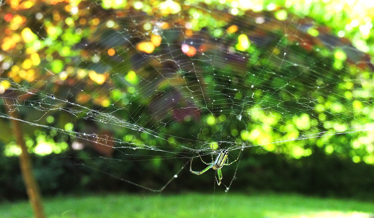 orchard spider orb web spider spiders free photo