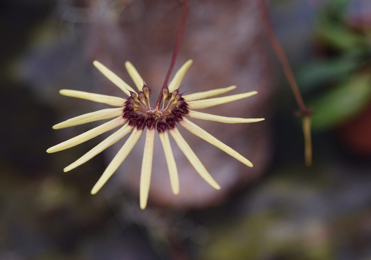 orchid cirrhopetalum flower free photo