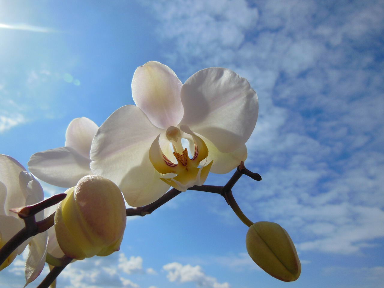 orchid phalaenopsis bloom summer free photo