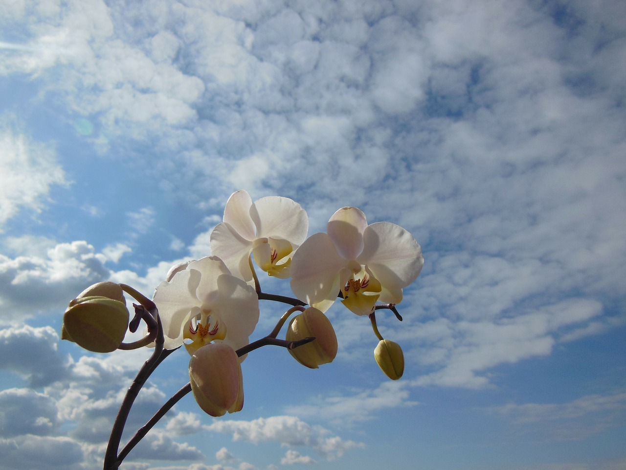 orchid phalaenopsis flower free photo