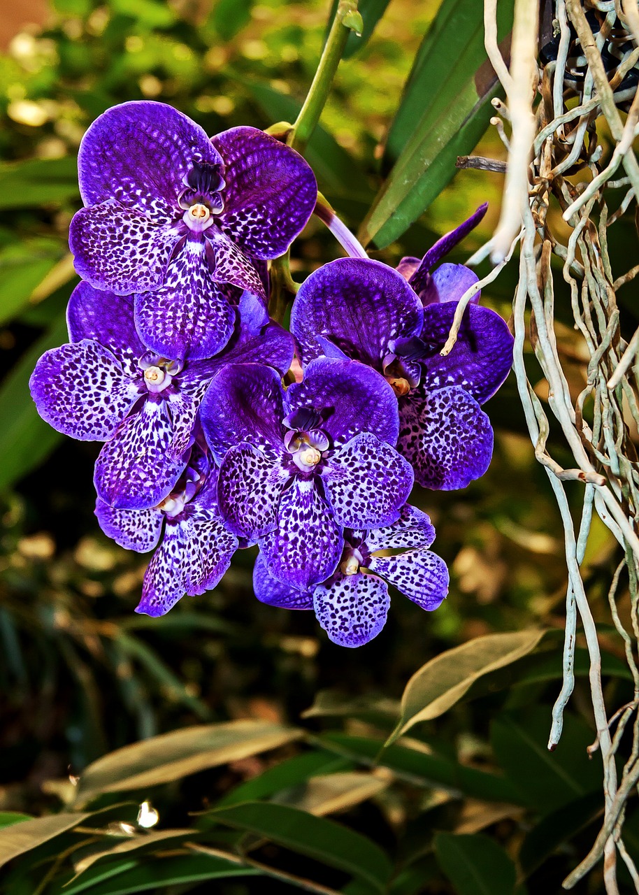 orchid vanda blue free photo
