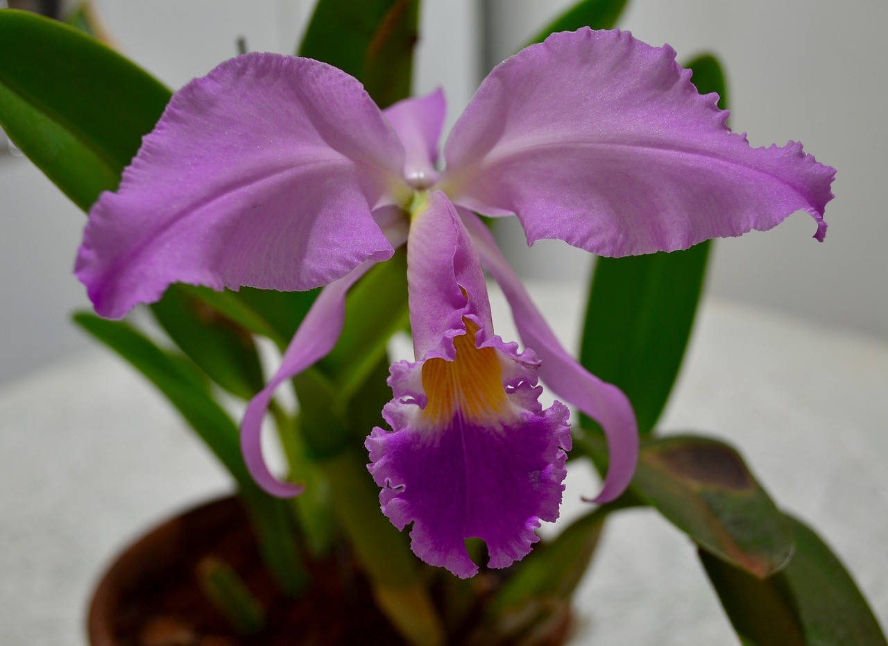 orchid flower garden free photo