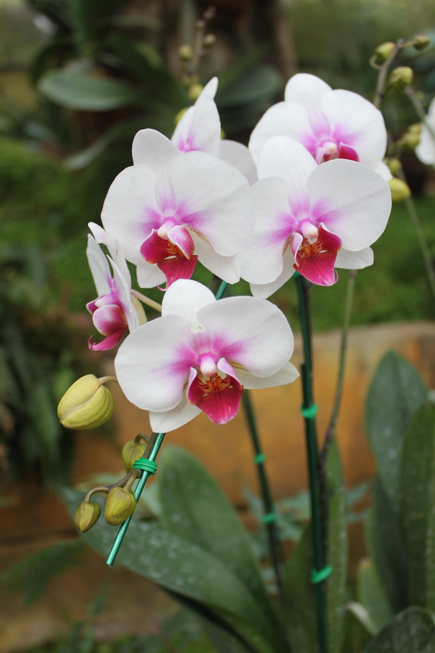 orchid flowers nature free photo