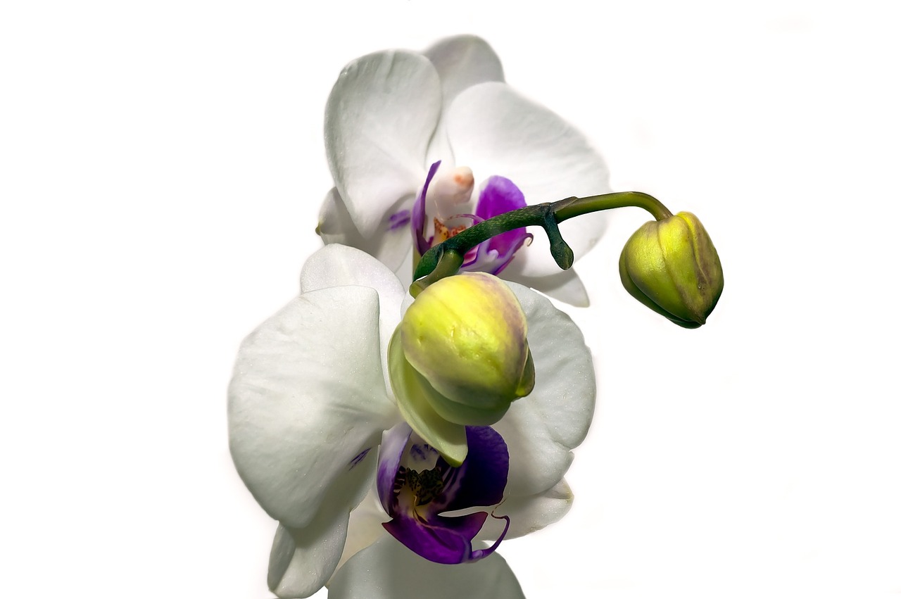 orchid flower blossom free photo