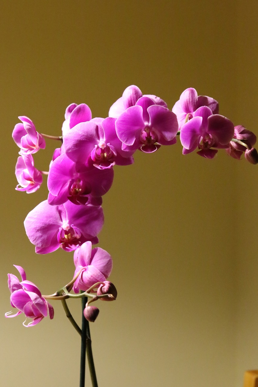 orchid flower plant free photo