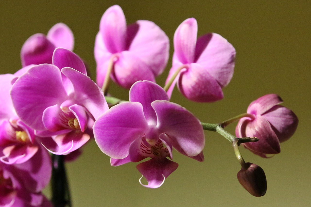 orchid flower plant free photo