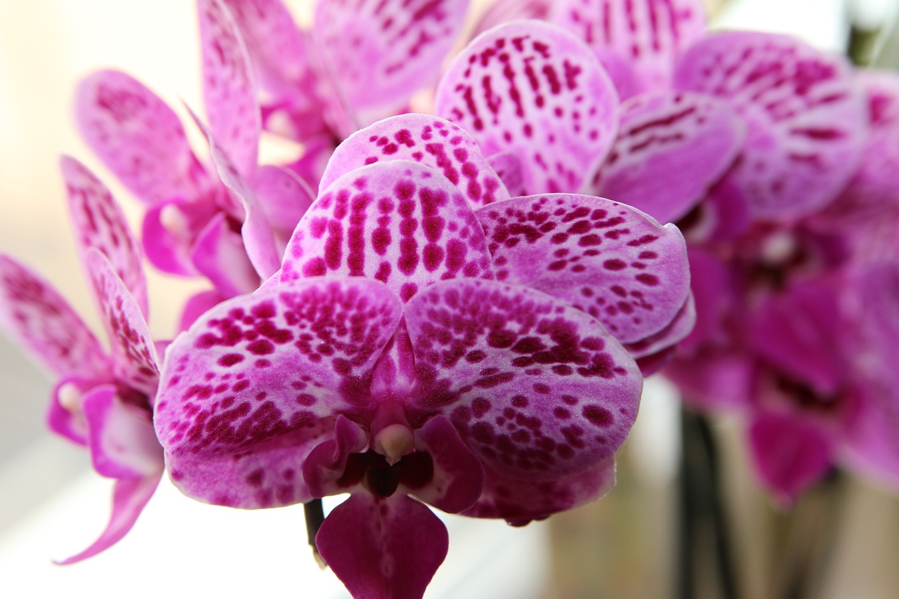 orchid plant flower free photo