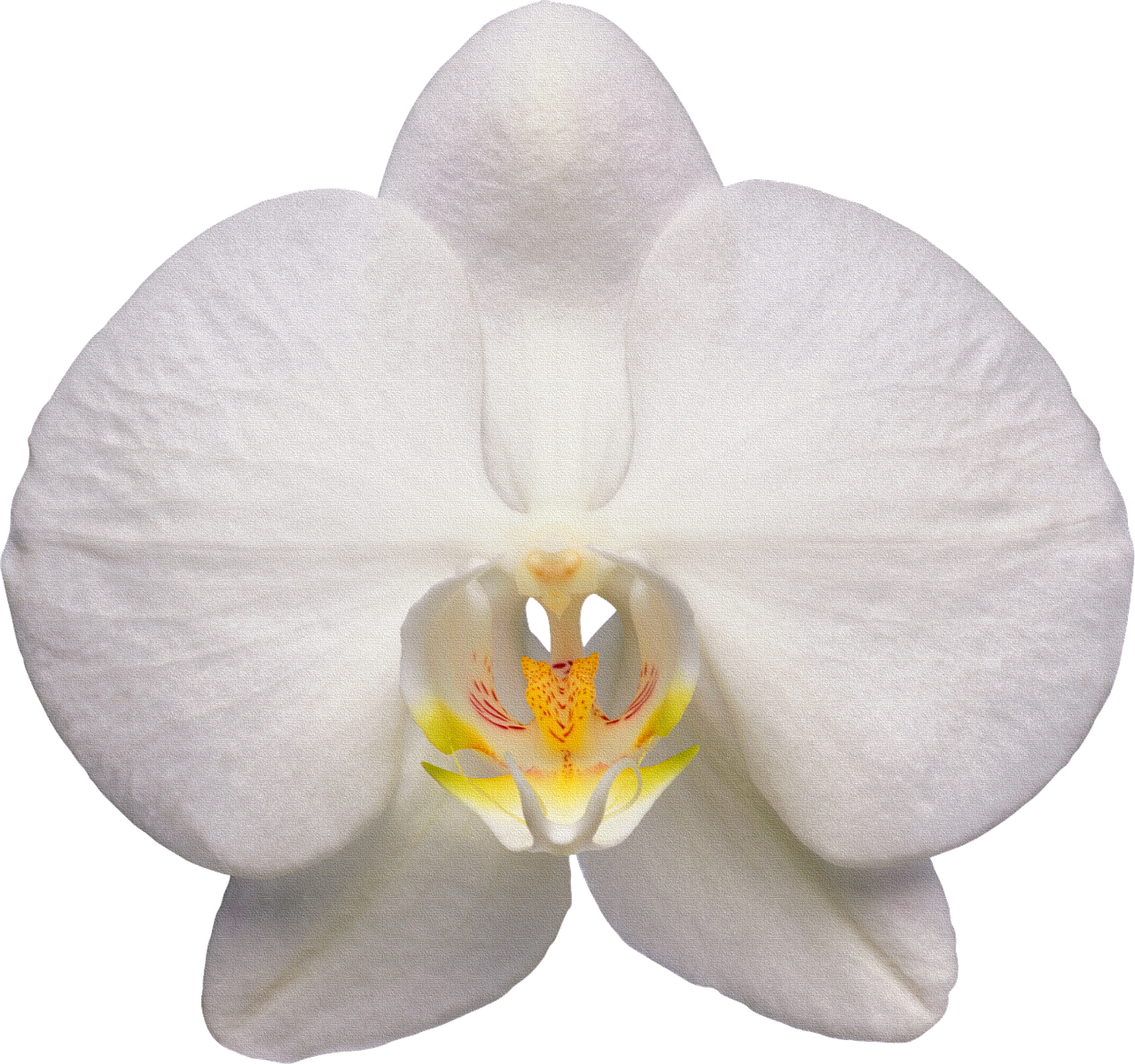 orchid flower white free photo