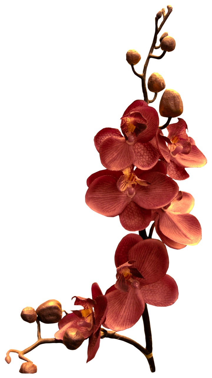 orchid branch flower free photo