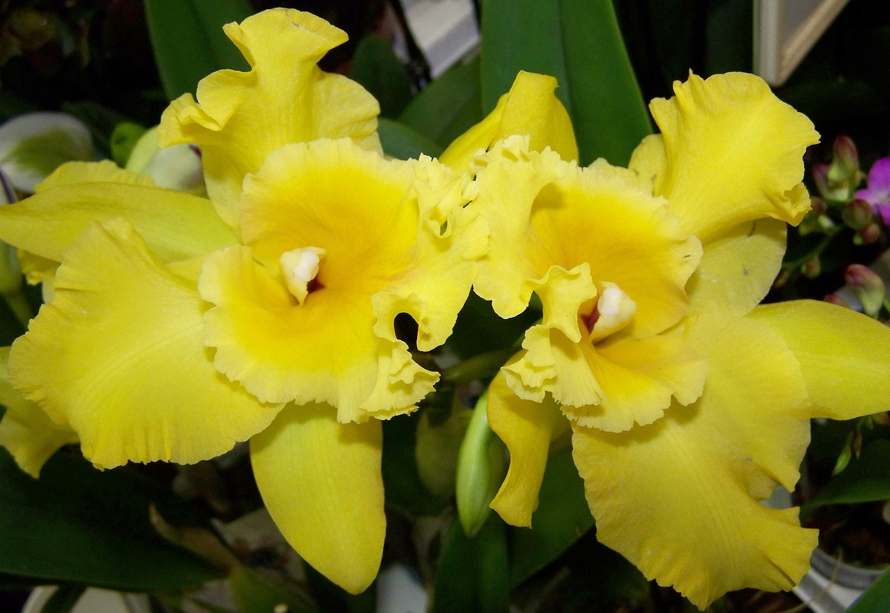 orchid yellow flower room plant free photo