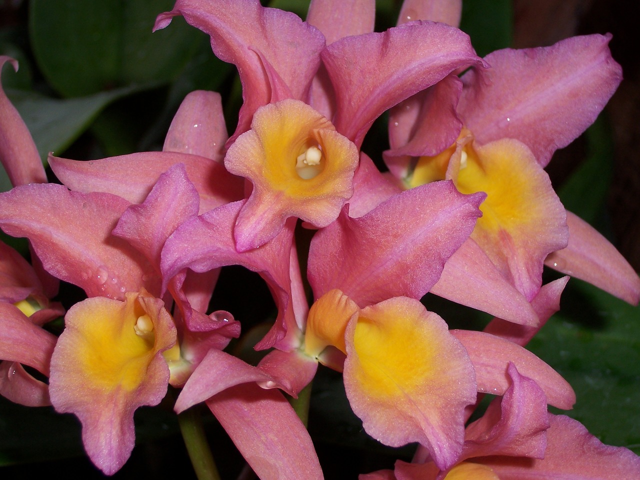 orchid pink blossom free photo