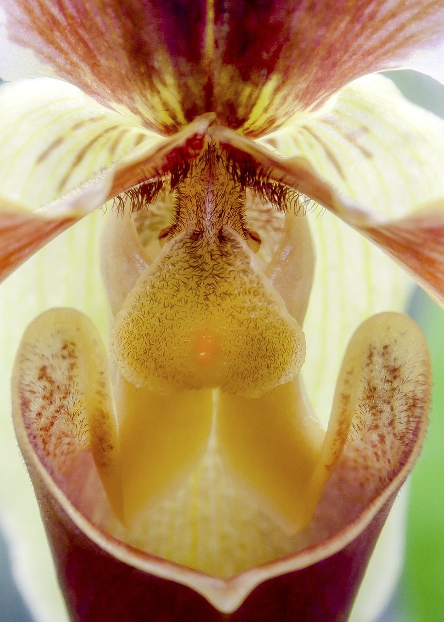 orchid frauenschuh close free photo
