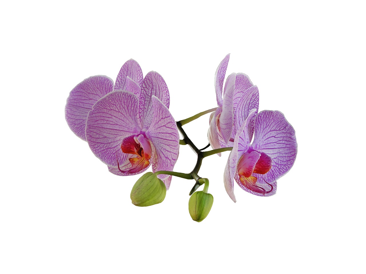 orchid bouquet flower free photo